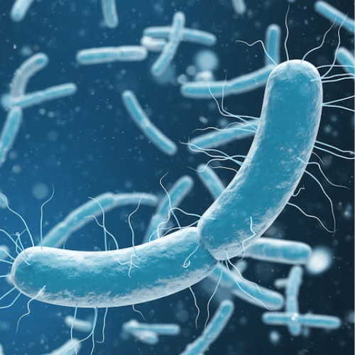 FMD Gut Microbiome
