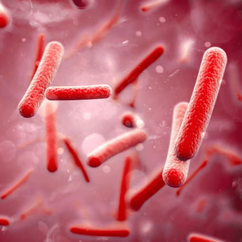 FMD Gut Microbiome