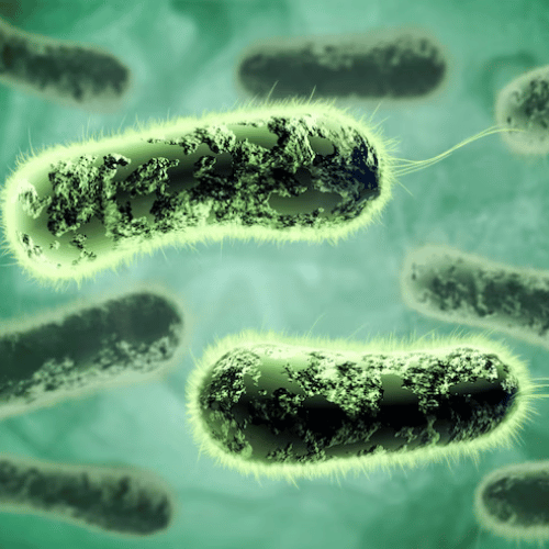 FMD Gut Microbiome